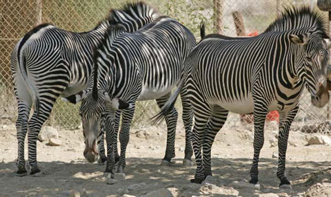 Grevy's Zebra, Equus grevyi - DesertUSA
