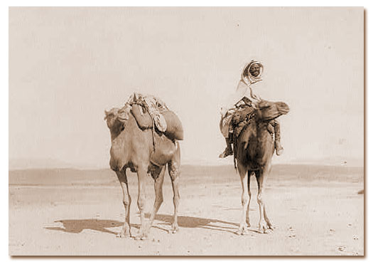 Camel with pack