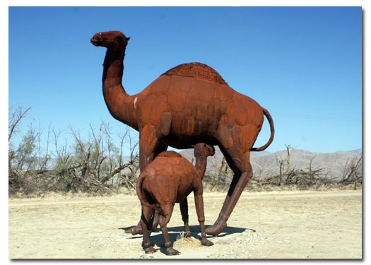 Desert Camel in America's southwest deserts - DesertUSA