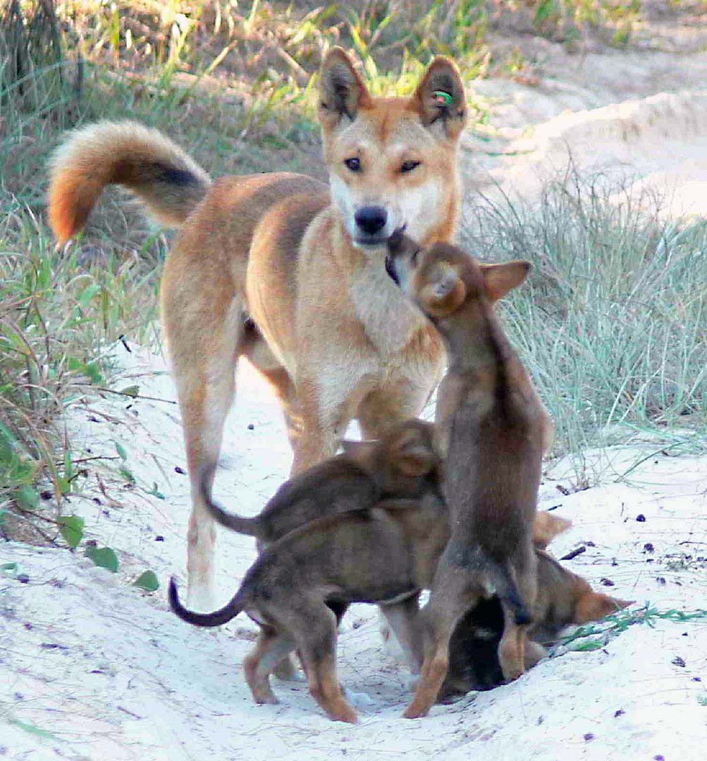Dingo male with pups
