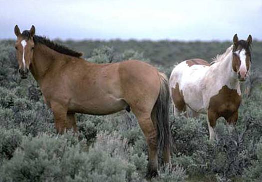 Horses in Nevada