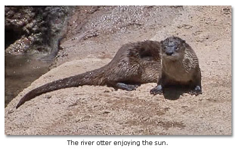 River Otter in sun