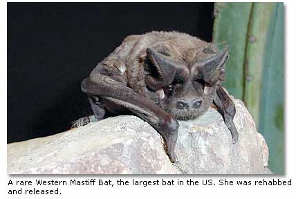 Western Mastiff Bat
