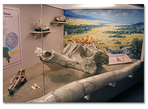 A fossil display