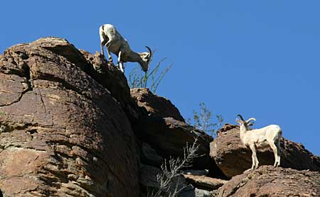 Bighorn Sheep