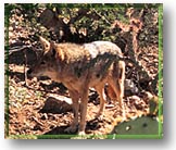 Coyote