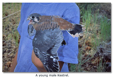 Young male kestrel