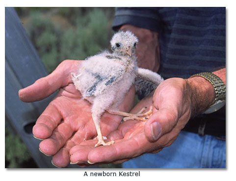 newborn kestrel