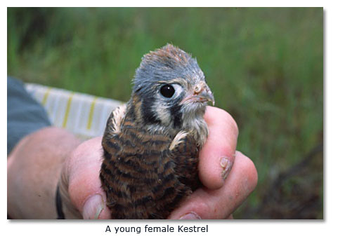 Young female kestrel
