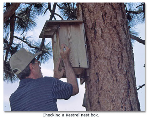 Checking a kestrel nest box