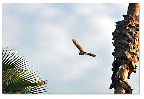 Barn owl in flight
