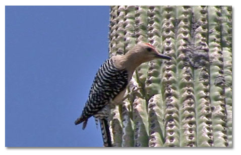 Woodpecker on Saguaro