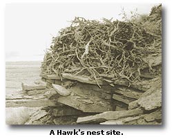 A hawk's nest site