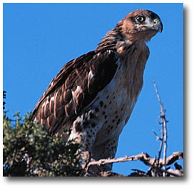 latin word for falcon