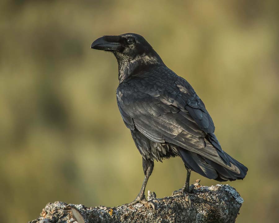 Ravens, Crows, Wildlife Information DesertUSA