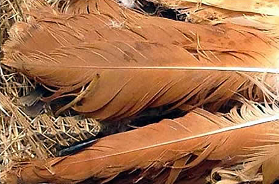 Red tail feathers