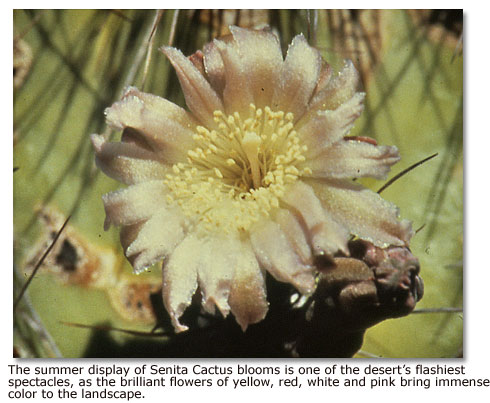 Senita cactus flower