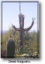 Saguaro