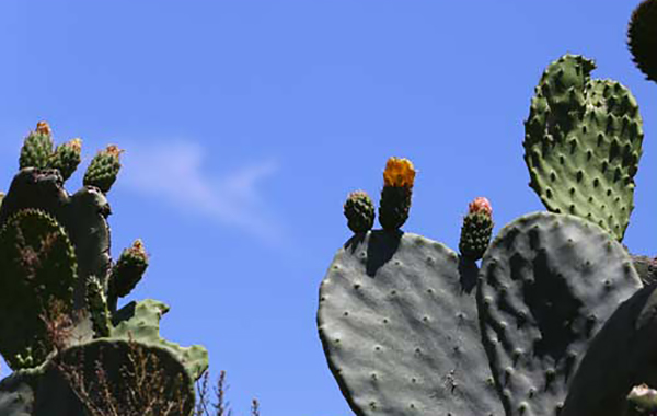 Prickly Pear against the sky