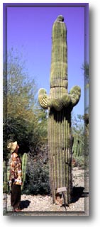 Saguaro