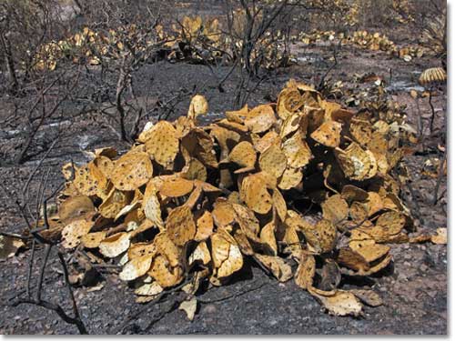 Sickly yellow clusters of prickly pear, killed by wildfire.