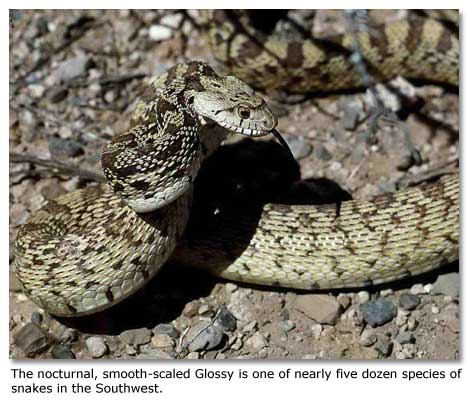 The nocturnal, smooth-scaled Glossy is one of nearly five dozen species of snakes in the Southwest.