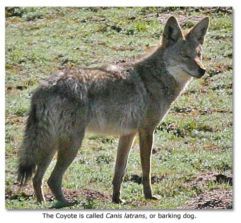 The Coyote is called Canis latrans, or barking dog.