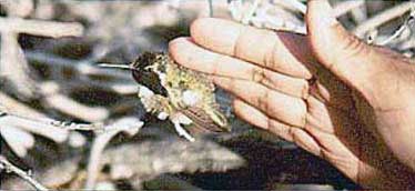 Petting Costa's Hummingbird