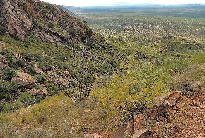 Desert greened by rains - view from Baboquivari trail. Photo by Soraya R.
