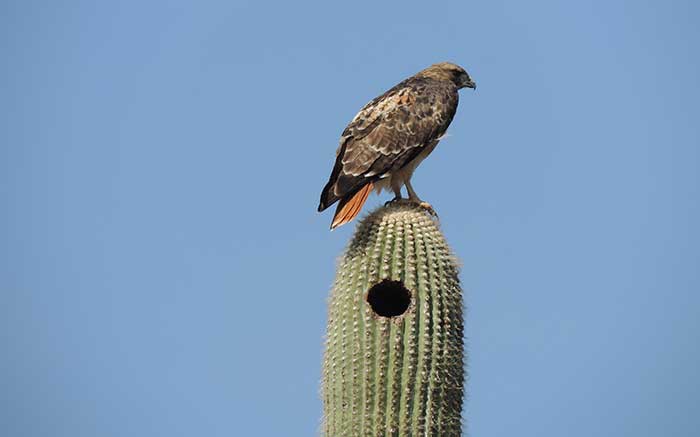 Red-tailed Hawk on Saguaro. Photo by Soraya Romero.