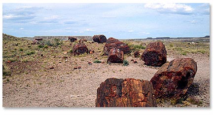 Petrified Wood