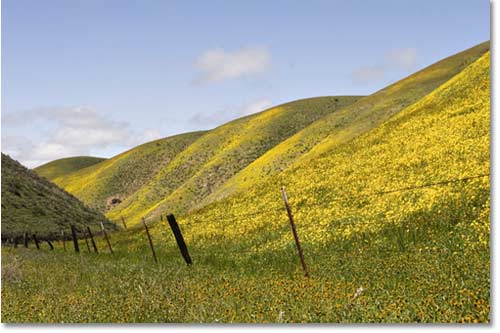 DAISIES: Hillsides are carpeted with monolopia and fiddlenecks along the highway in the Temblor Range of Kern County.