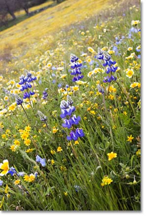 TILTED VIEW: Shell Creek provided a colourful last stop on my Highway 58 road trip.