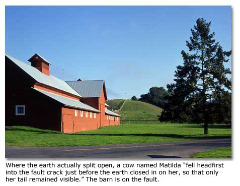 Where the earth actually split open, a cow named Matilda “fell headfirst into the fault crack just before the earth closed in on her, so that only her tail remained visible.” The barn is on the fault.