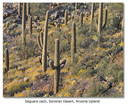 Desert food chain Plants: The Producers DesertUSA