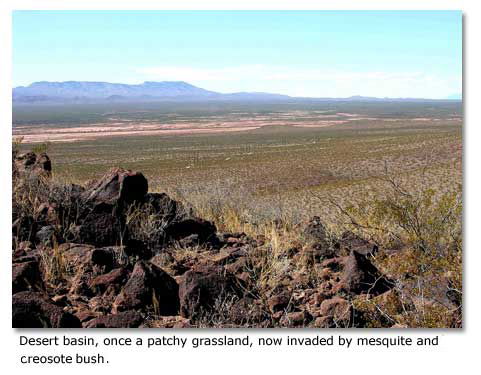 A desert basin, once a patchy grassland, now invaded by mesquite and creosote.
