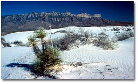 Guadalupe NP sand dunes