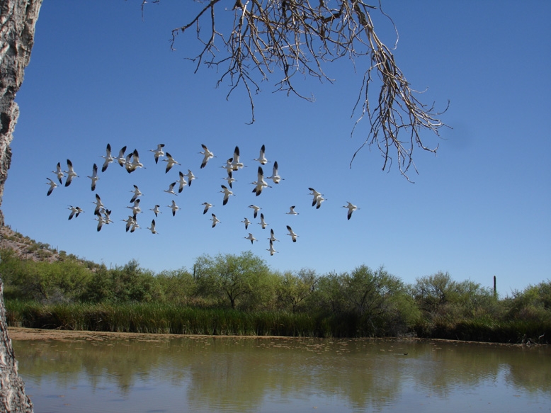 American Avocets At Quitobaquito (NPS Photo)