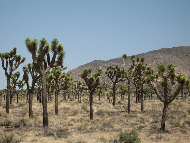 Joshua Trees NPS Photo