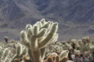 A Cholla Cactus.