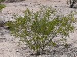 A Lone Wild Creosote