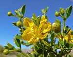 Close-Up of the Bloom