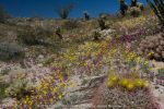 Photo taken at Carrizo Badlands Overlook along S-2 in the southern region of Anza-Borrego Desert State Park. Desert gold poppies and purple Bigelow’s monkeyflower with barrel cactus bloom in foreground.