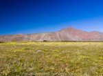 Photo taken along Di Gorgio Rd approx. half a mile before the Coyote Canyon trailhead. Field of desert dandelions.
