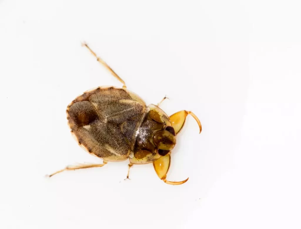 Naucorid, species Ambrysus amargosus, endemic to the Ash Meadows National Wildlife Refuge. Photo By/Credit USFWS. Public Domain.