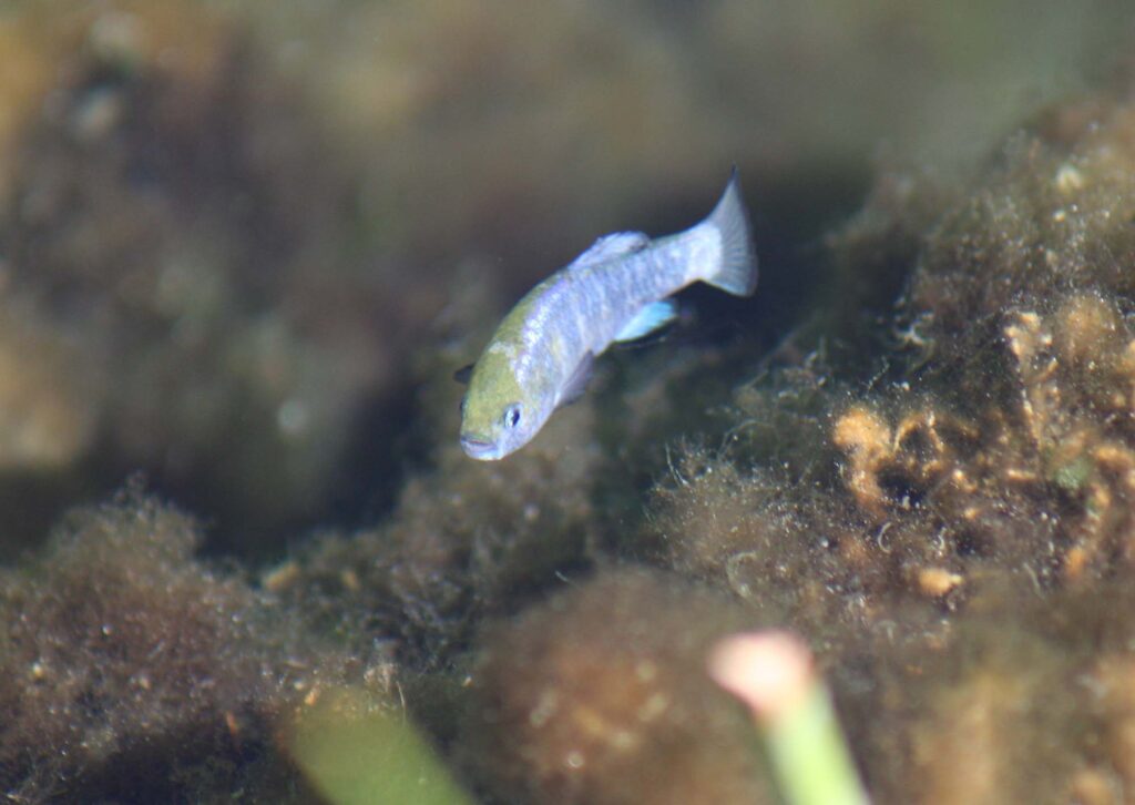 The endangered Amargosa pupfish in Kings Pool. Photo By U.S. Fish and Wildlife Service Headquarters - Ash Meadows NWR Amargosa Pupfish by Dolovis, Public Domain
