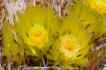 A close-up of barrel cactus blooms taken at Carrizo Badlands Overlook along S-2 in the southern region of Anza-Borrego Desert State Park.