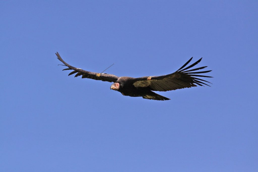 California Condor
