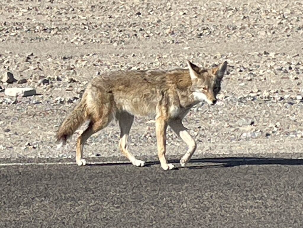 Coyote on Badwater Road a few weeks before it was killed by a car. NPS photo by Bill Sloan