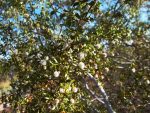Seed Pods